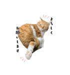 愉快な猫スタンプ〜亀もいるよ〜（個別スタンプ：13）