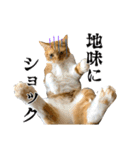 愉快な猫スタンプ〜亀もいるよ〜（個別スタンプ：14）