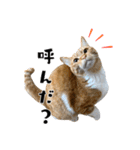 愉快な猫スタンプ〜亀もいるよ〜（個別スタンプ：15）
