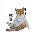 愉快な猫スタンプ〜亀もいるよ〜（個別スタンプ：16）