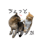愉快な猫スタンプ〜亀もいるよ〜（個別スタンプ：17）