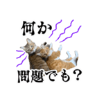 愉快な猫スタンプ〜亀もいるよ〜（個別スタンプ：19）