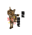愉快な猫スタンプ〜亀もいるよ〜（個別スタンプ：21）