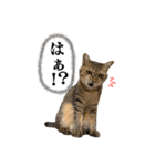 愉快な猫スタンプ〜亀もいるよ〜（個別スタンプ：22）
