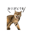 愉快な猫スタンプ〜亀もいるよ〜（個別スタンプ：23）