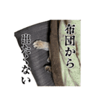 愉快な猫スタンプ〜亀もいるよ〜（個別スタンプ：24）