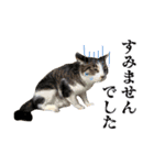 愉快な猫スタンプ〜亀もいるよ〜（個別スタンプ：25）