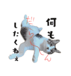 愉快な猫スタンプ〜亀もいるよ〜（個別スタンプ：26）