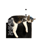 愉快な猫スタンプ〜亀もいるよ〜（個別スタンプ：27）