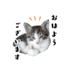 愉快な猫スタンプ〜亀もいるよ〜（個別スタンプ：28）