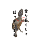愉快な猫スタンプ〜亀もいるよ〜（個別スタンプ：30）