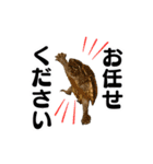 愉快な猫スタンプ〜亀もいるよ〜（個別スタンプ：31）