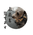 毎食ブッチ（個別スタンプ：12）