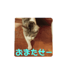 家猫5匹暮らし！ 3（個別スタンプ：11）