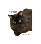 黒猫 ルナ院長 2にゃんめ（個別スタンプ：1）