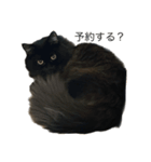 黒猫 ルナ院長 2にゃんめ（個別スタンプ：8）