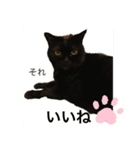 黒猫 ルナ院長3  にゃんめ（個別スタンプ：3）