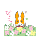 キツネみたいなしっぽのコーギー 春版（個別スタンプ：17）