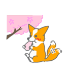 キツネみたいなしっぽのコーギー 春版（個別スタンプ：21）