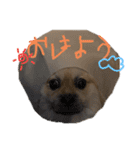 ぶんたた（個別スタンプ：4）