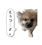 ぶんたた（個別スタンプ：11）