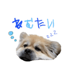 ぶんたた（個別スタンプ：17）