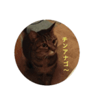 家猫っ1（個別スタンプ：5）