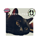 黒猫 ルナ3にゃんめ（個別スタンプ：6）