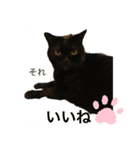 黒猫 ルナ3にゃんめ（個別スタンプ：7）