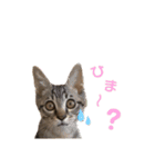 こむぎスタンプ❗️（個別スタンプ：3）