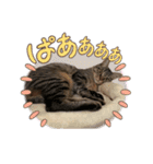こむぎスタンプ❗️（個別スタンプ：11）