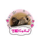 こむぎスタンプ❗️（個別スタンプ：12）