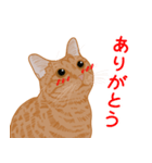 ひねもす茶とらねこ4（個別スタンプ：9）