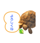 リクガメのぼんちゃん（個別スタンプ：3）