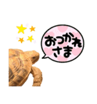 リクガメのぼんちゃん（個別スタンプ：4）