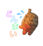 リクガメのぼんちゃん（個別スタンプ：6）