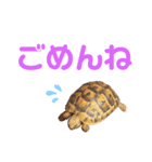 リクガメのぼんちゃん（個別スタンプ：8）