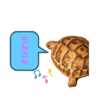 リクガメのぼんちゃん（個別スタンプ：11）