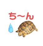 リクガメのぼんちゃん（個別スタンプ：13）