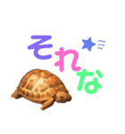 リクガメのぼんちゃん（個別スタンプ：14）