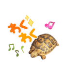 リクガメのぼんちゃん（個別スタンプ：15）