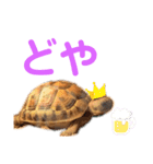 リクガメのぼんちゃん（個別スタンプ：16）