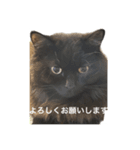 黒猫 ルナ院長6にゃんめ（個別スタンプ：1）