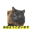 黒猫 ルナ院長6にゃんめ（個別スタンプ：5）