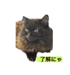 黒猫 ルナ院長6にゃんめ（個別スタンプ：6）