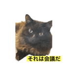 黒猫 ルナ院長6にゃんめ（個別スタンプ：7）