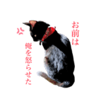 黒猫にゃんころ（個別スタンプ：1）