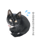 黒猫にゃんころ（個別スタンプ：2）