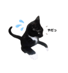 黒猫にゃんころ（個別スタンプ：3）