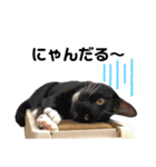 黒猫にゃんころ（個別スタンプ：5）